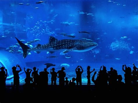 aquarium marseille le hublot|Aquarium de Marseille : lequel visiter en famille .